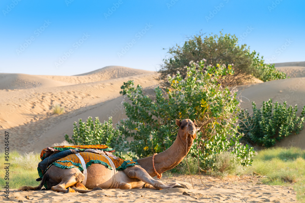 Camel with traditioal dress, is waiting for tourists for camel ride at Thar  desert, Rajasthan, India. Camels, Camelus dromedarius, are large desert  animals who carry tourists on their backs. Stock Photo |