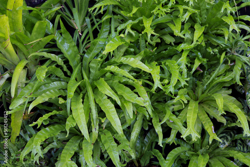 Tropical green fern leaves background