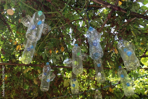 It's a farmer's way of life that uses a plastic bottle to punch holes in it. to lure flies which is a pest to be caught in a trap