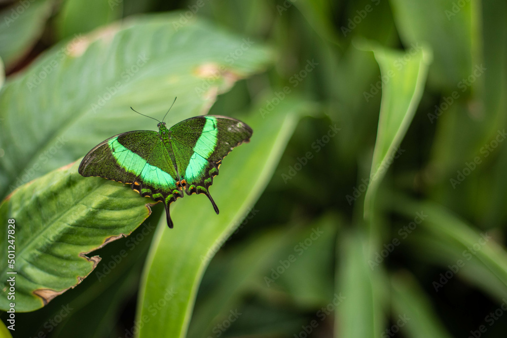 A green tropical butterfly with spread wings A green tropical butterfly with spread wings