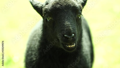 close up of a lambs head on a  farm bleating