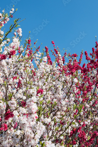 日本一の桃源郷阿智村　昼神温泉郷朝市広場の満開の花桃