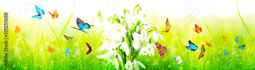 Lots of snowdrops in the first days of spring with butterfly