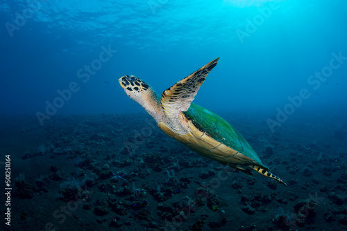 Hawksbill Turtle - Eretmochelys imbricata swims in the open sea. Underwater world of Tulamben, Bali, Indonesia.