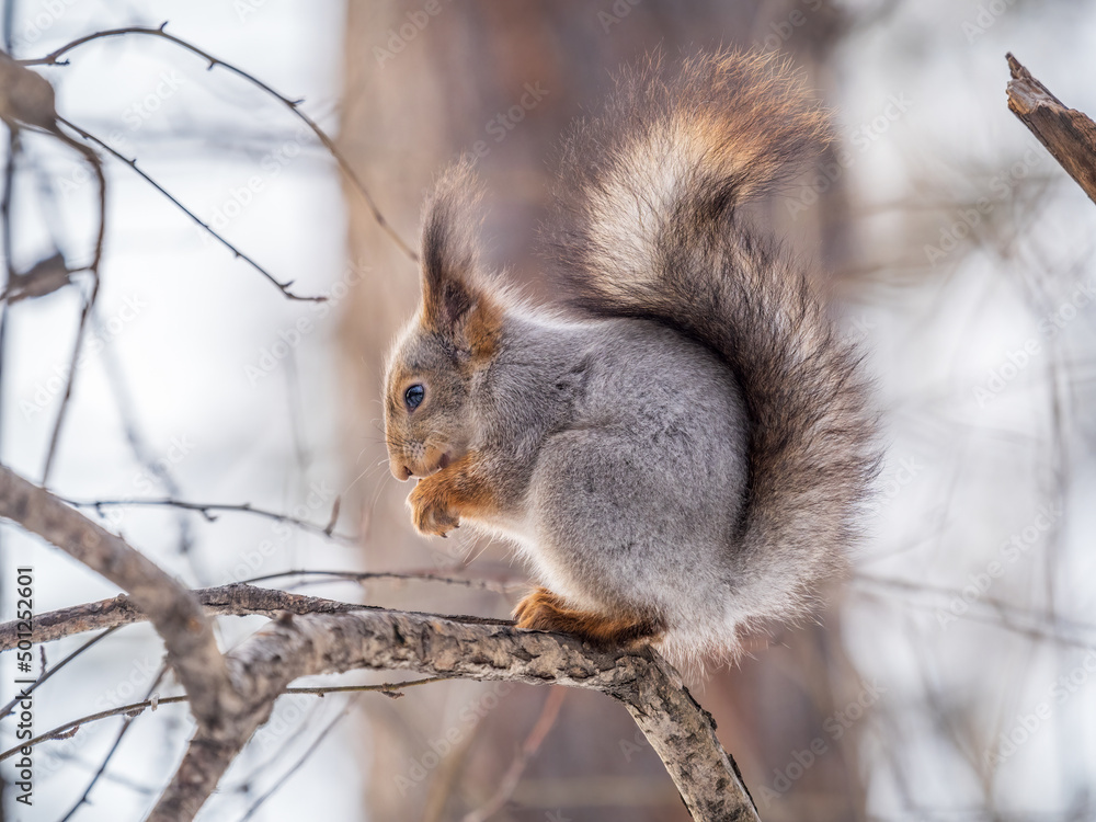The squirrel with nut sits on tree in the winter or late autumn The squirrel with nut sits on tree in the winter or late autumn