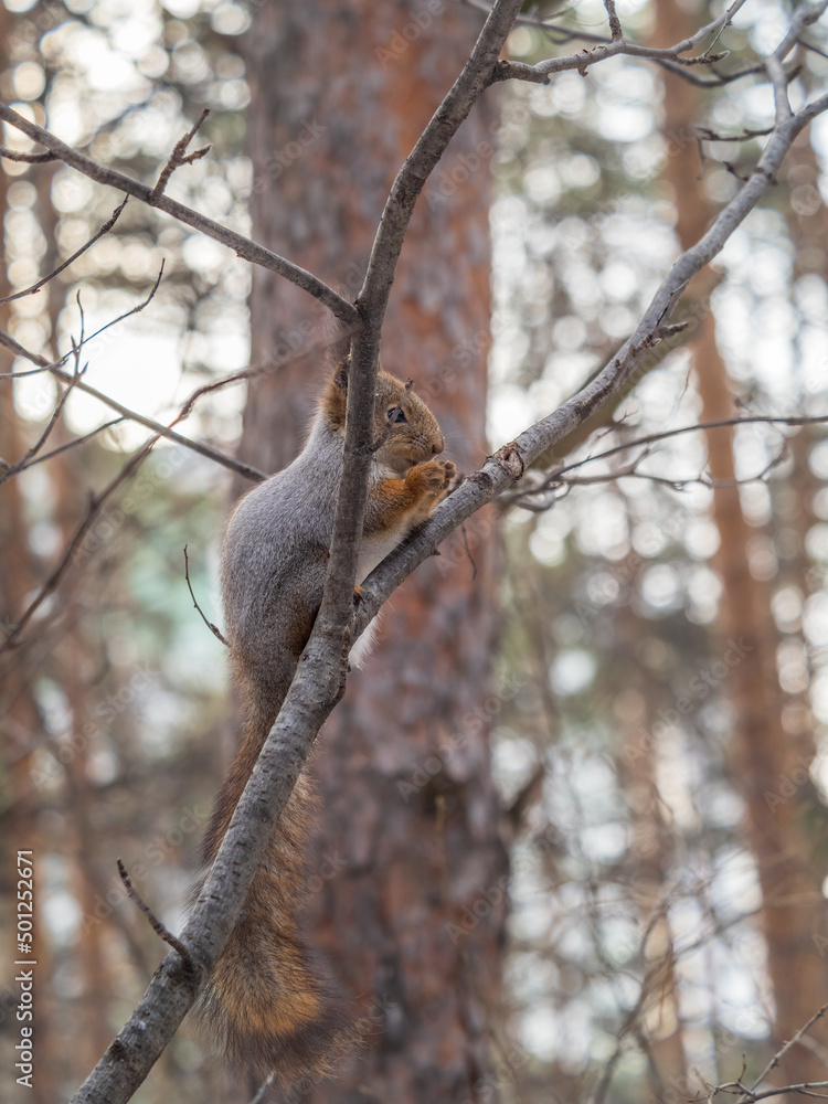 Fototapeta premium The squirrel with nut sits on tree in the winter or late autumn