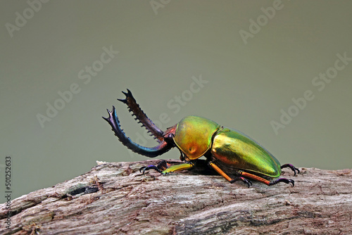 Beetle : Sawtooth beetle (Lamprima adolphinae) is a species of stag beetle in Lucanidae family found on New Guinea and Papua. Beautiful gold metallic color beetles, selective focus           photo