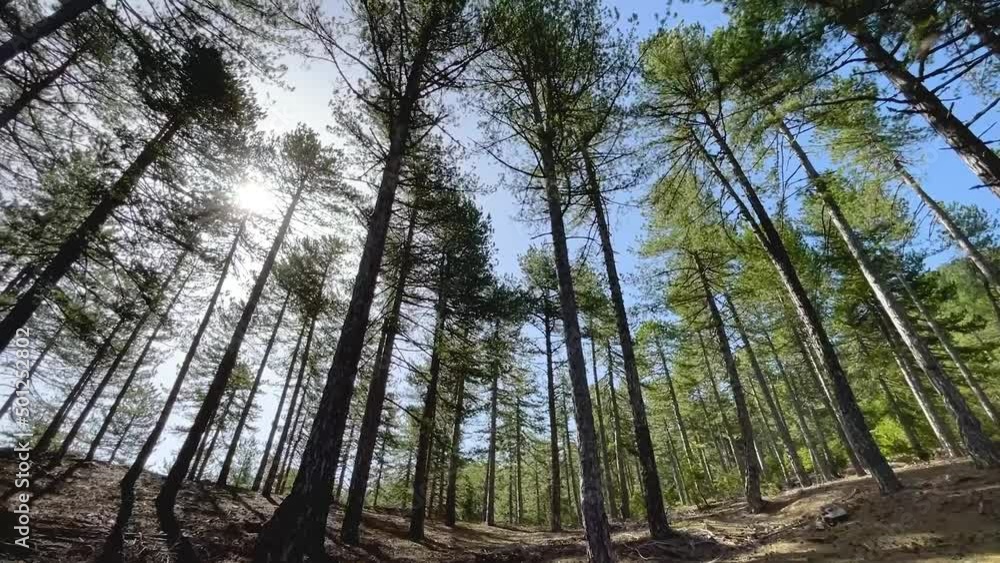dense forest of pine trees and mystical texture dense forest of pine trees and mystical texture