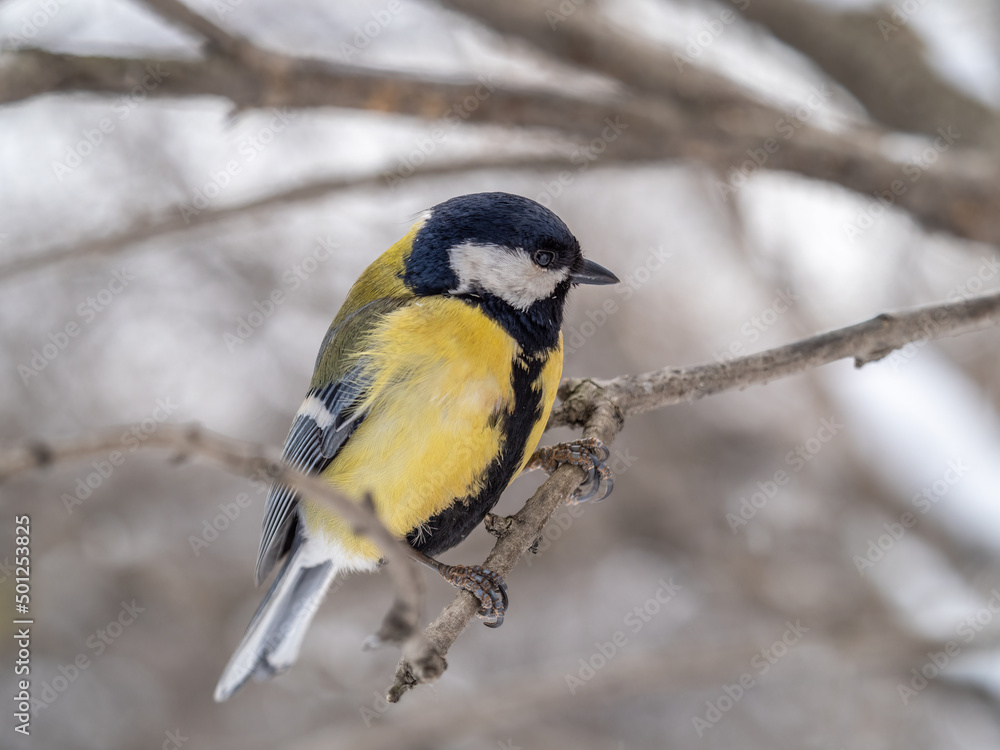 Obraz premium Cute bird Great tit, songbird sitting on a branch without leaves in the autumn or winter.