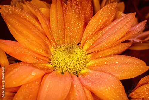 Water drops on orange flower