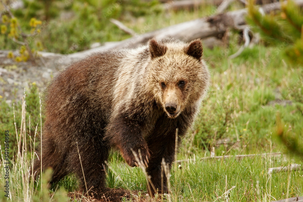 Fototapeta premium Young Grizzly bear in Yellowstone National Park, Wyoming