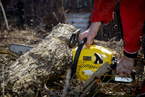 Tree surgeon. Working with a chainsaw. Sawing wood with a chainsaw.