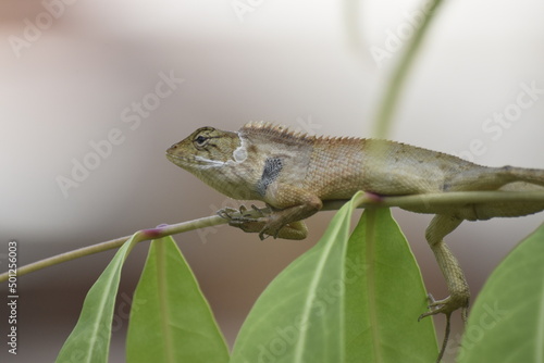 The chameleon on the branch scales on the skin A brown chameleon looks and rests on a tree. Wild lizard sitting in the forest with blurred background