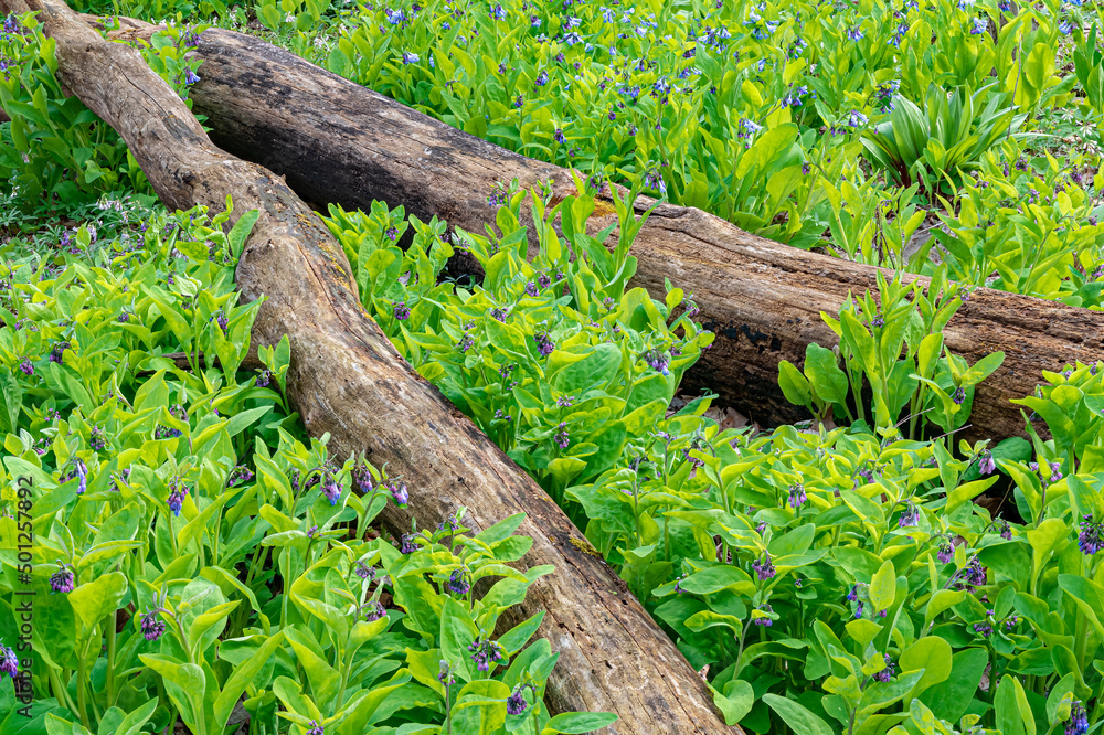 Fototapeta premium 667-08 Bluebell Logs