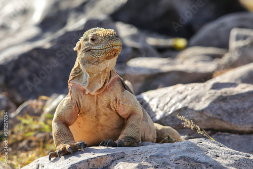 Barrington land iguana on Santa Fe Island, Galapagos National Park, Ecuador photo