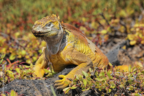 Galapagos land iguana on South Plaza Island  Galapagos National Park  Ecuador.