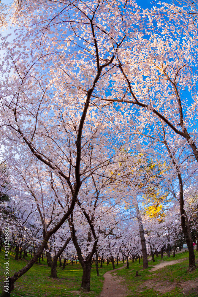 公園の桜