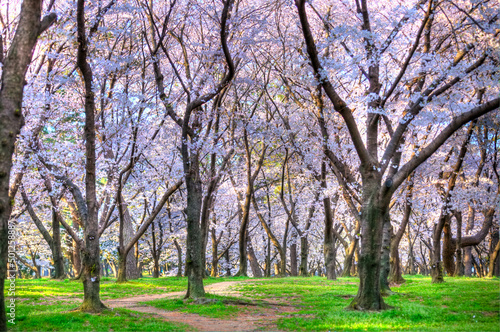 朝の桜 © N-Wind