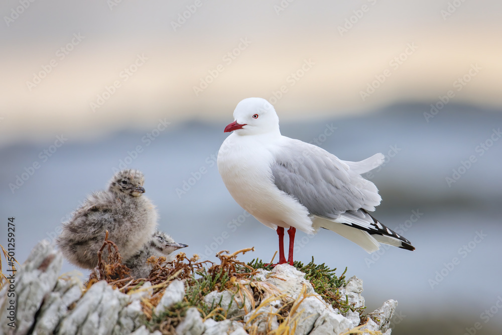 Obraz premium Red-billed gull with small chicks