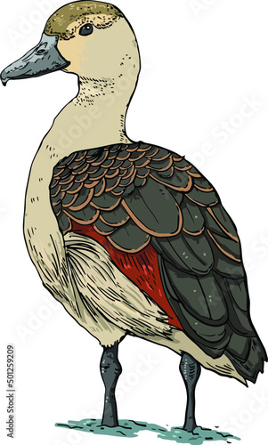Drawing of Beautiful red duck, Lesser Whistling-Duck (Dendrocygn a javanica)
