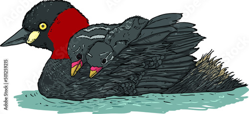 Drawing of Little Grebe (Tachybaptus ruficollis) and chick