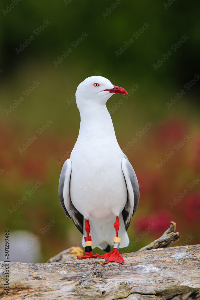 Fototapeta premium Red-billed gull with bands on its legs