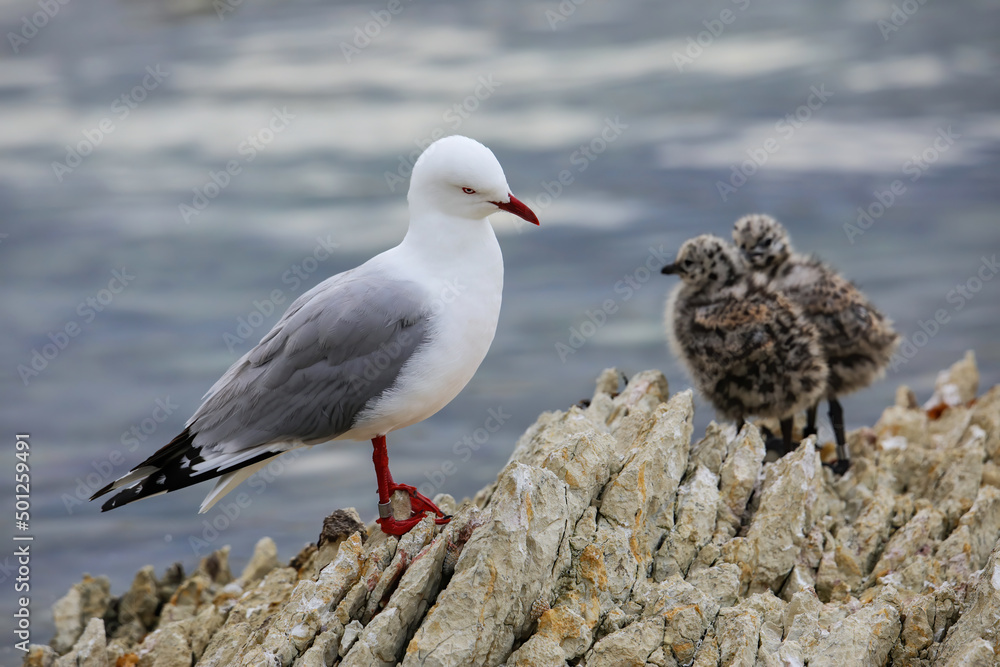 Naklejka premium Red-billed gull with small chicks