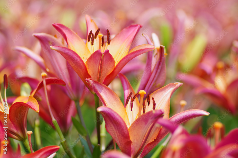 Fototapeta premium びわこ箱館山ゆり園のユリ