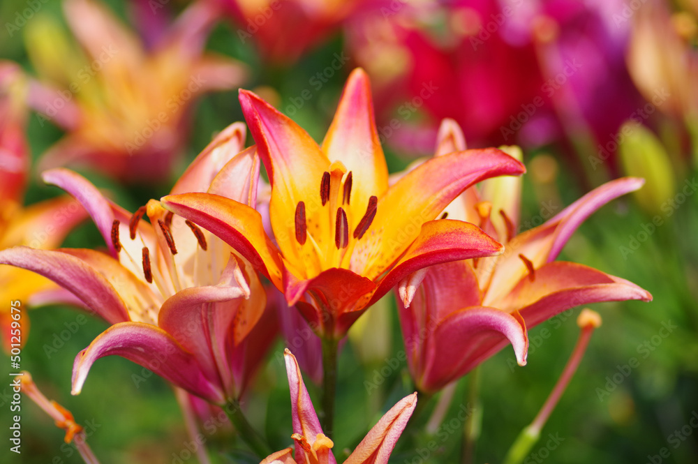 Obraz premium びわこ箱館山ゆり園のユリ