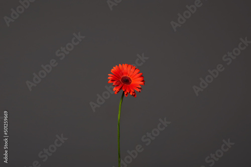 Red gerbera flower in Dark. Beautiful Flower still life