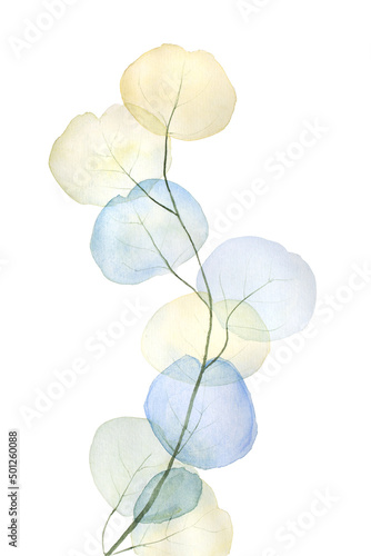 watercolor eucalyptus leaf illustration isolated on white