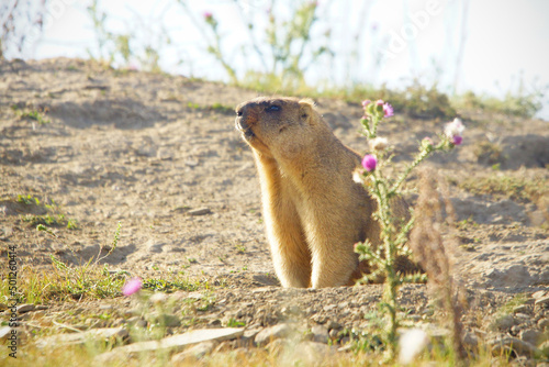 The groundhog near the burrow