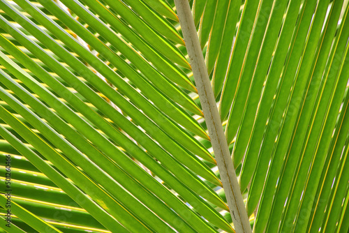 Close-up view of a palm tree leaf