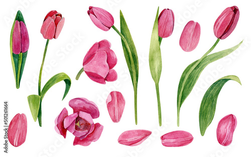A large set of tulip flowers in various angles, petals. Botanical watercolor illustration. The elements are isolated on a white background. #501261664