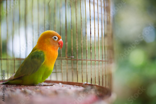 Billede på lærred Red, yellow and green parrot in a cage