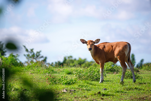 Fotografie, Tablou Little brown calf in a green field