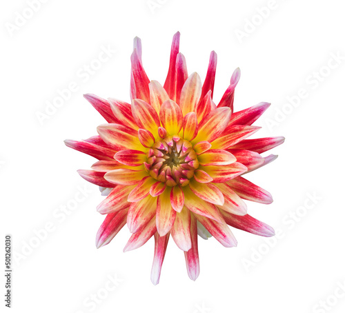 Red flower isolated on white background with clipping path.