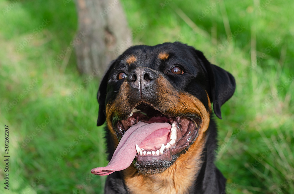 Fototapeta premium Portrait of a large black dog with a long tongue sticking out. A smiling female Rottweiler but against a green background. A happy pet with its mouth open.