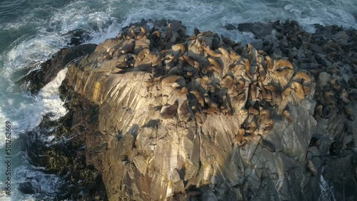 Colony Of Sea Lions Resting On The Rock At Cobquecura Piedra De La Loberia In Chile. - aerial photo