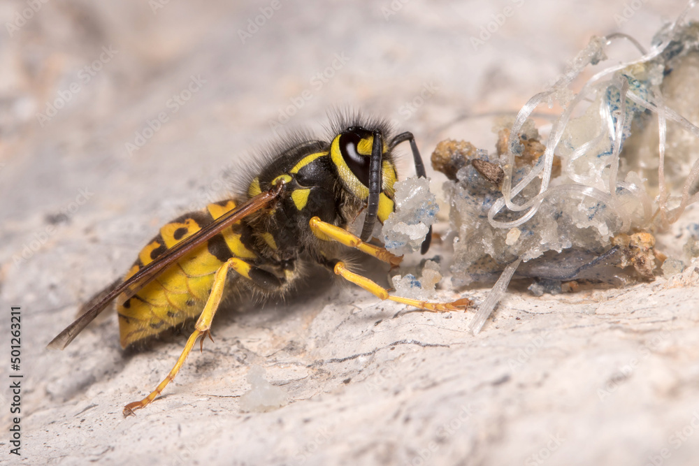 Vespula germanica wasp feeding on a rock on a sunny day. High quality photo