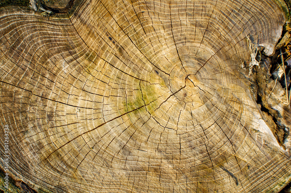 Fototapeta premium old tree trunk, wood cross section and texture
