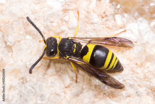Ancistrocerus sp. wasp posed on a rock on a sunny day. High quality photo photo