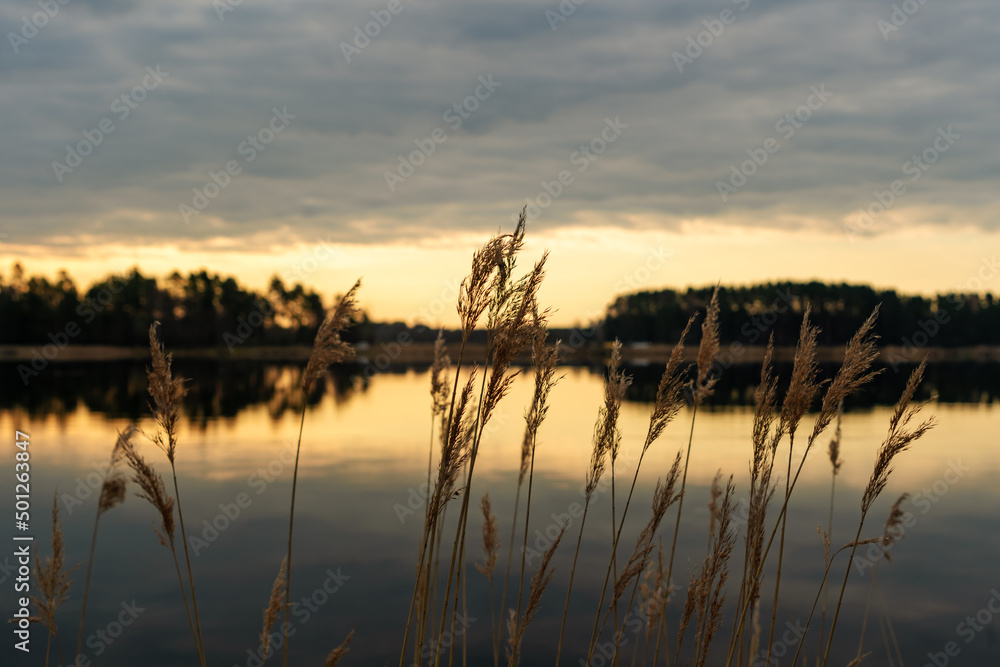 Dry reed over the water in sunrise with cloudy sky
