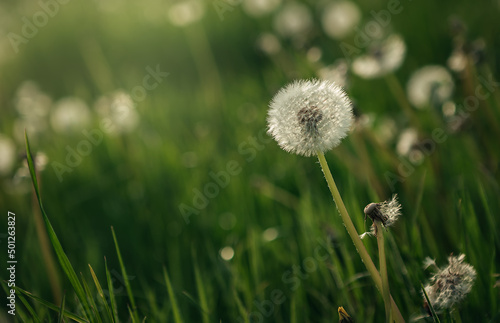 Dandelion on the meadow at sunlight background in springtime. Dandelions in meadow during sunset. 