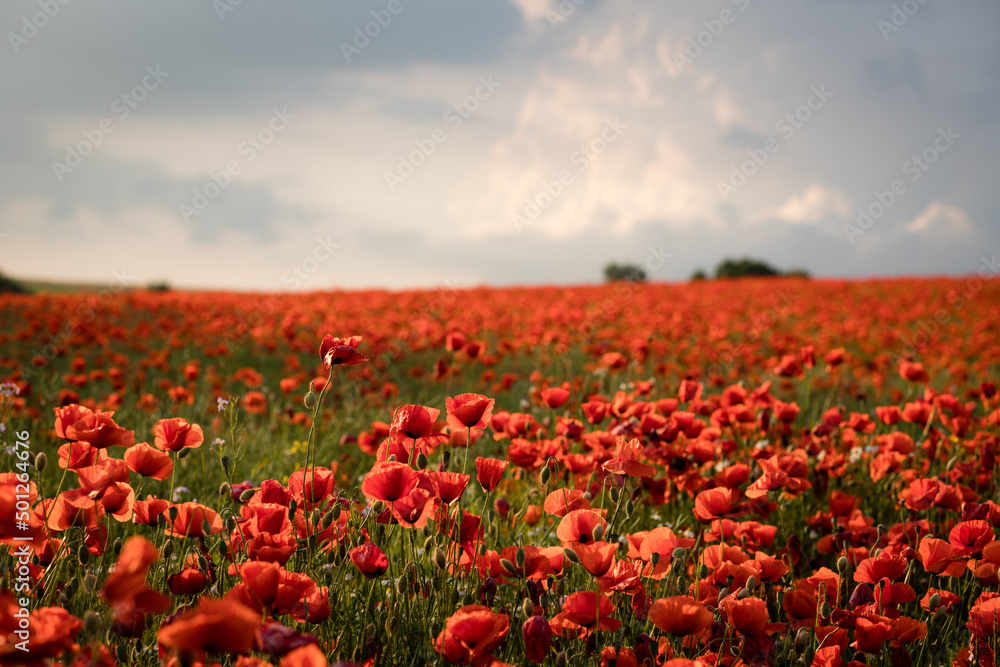A large field with poppies blooming everywhere in summer. Red flowered sky with dramatic clouds. Daytime and evening mood. 