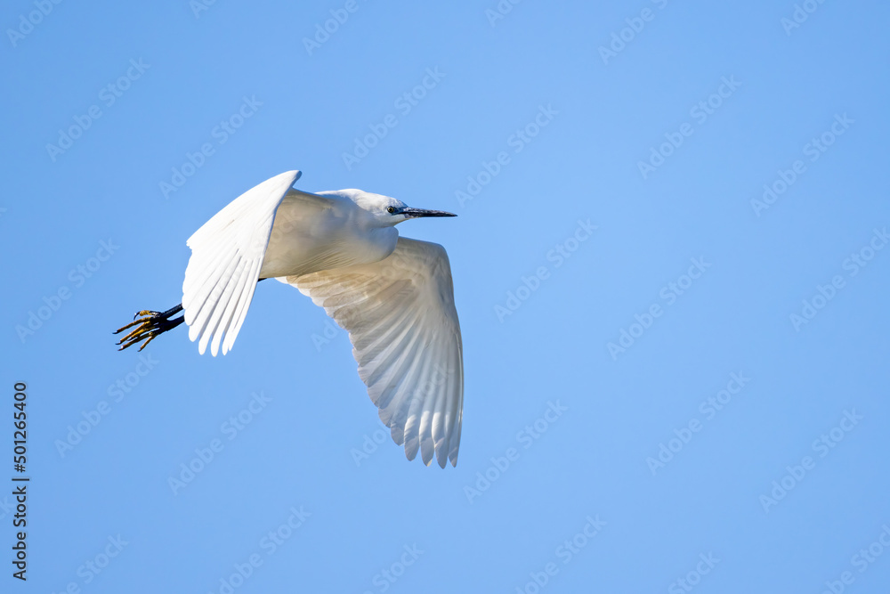 Fototapeta premium Little egret Egretta garzetta in flight on blue sky