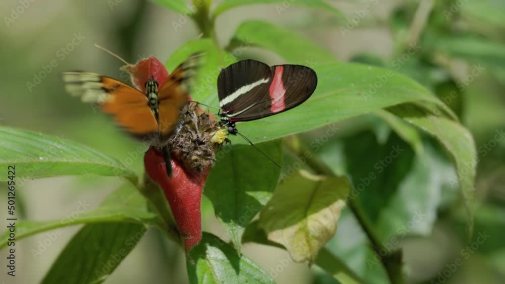 a high frame rate clip of a tigerstriped longwing, heliconius ismenius