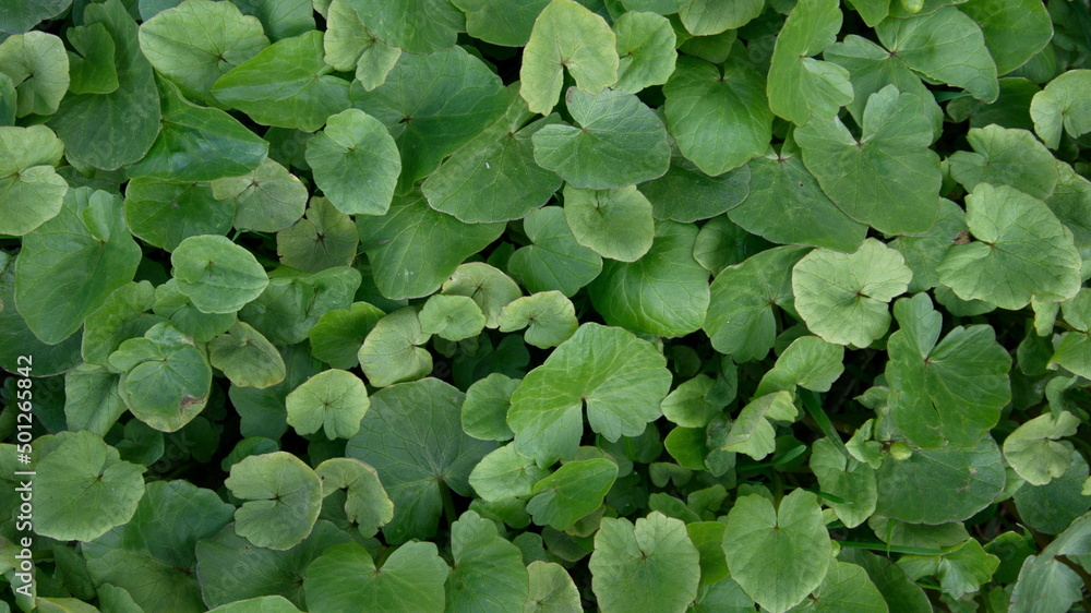 Thickets of green spring leaves Thickets of green spring leaves
