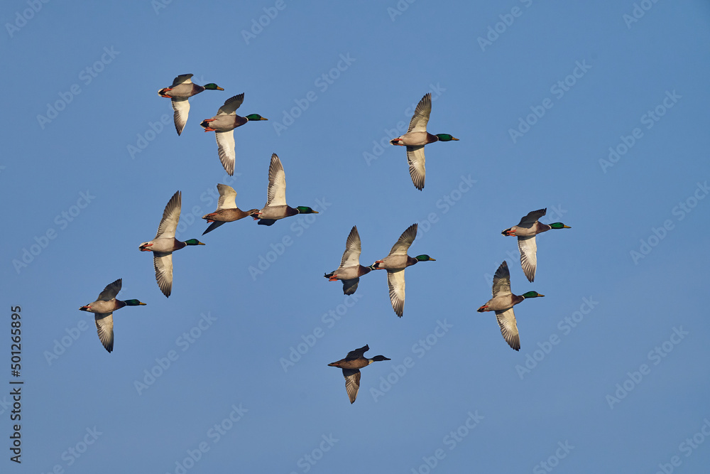 Stockenten Schwarm (Anas platyrhynchos)
Stockenten Schwarm (Anas platyrhynchos)