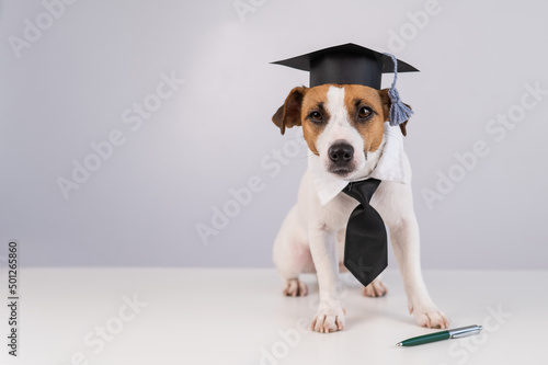 Jack Russell Terrier dog in a tie and academic cap sits on a white table.  © Михаил Решетников